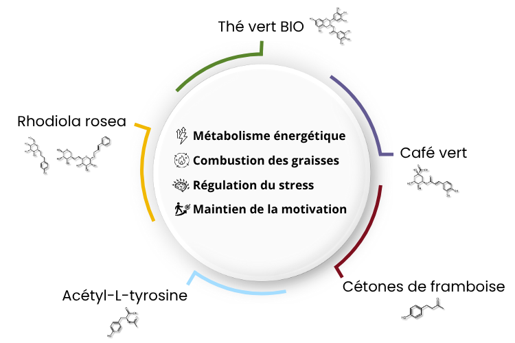 Complexe synergique pour la gestion du poids